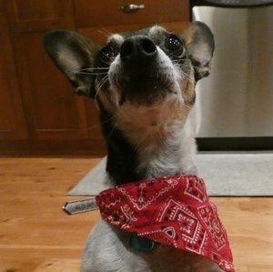 Meet your Posher, Grace